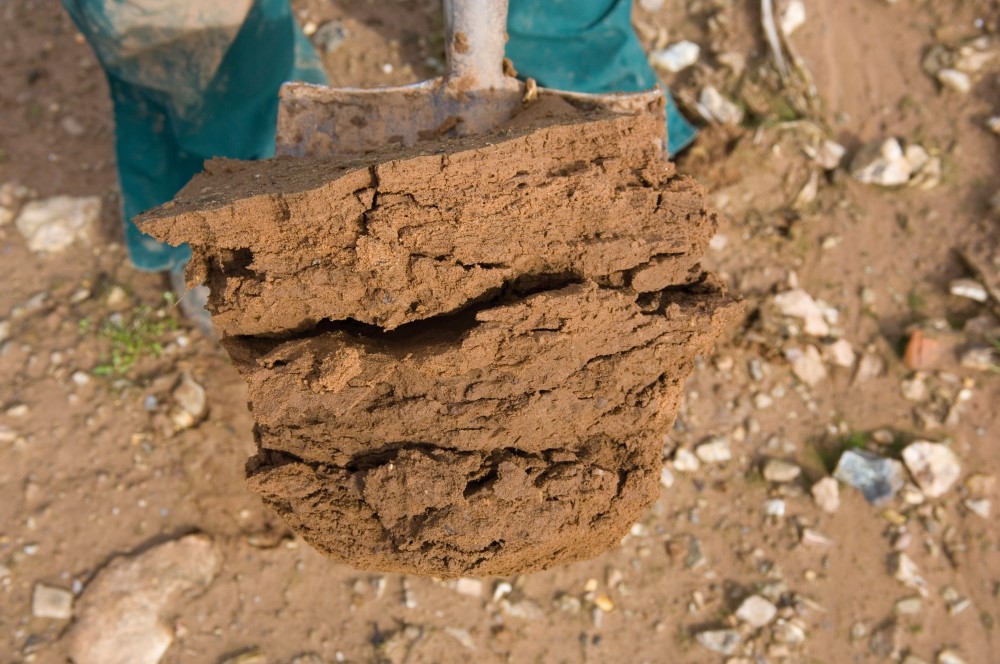 Extracted block of sandy loam soil on spade, showing evidence of compaction (large platy aggregates)